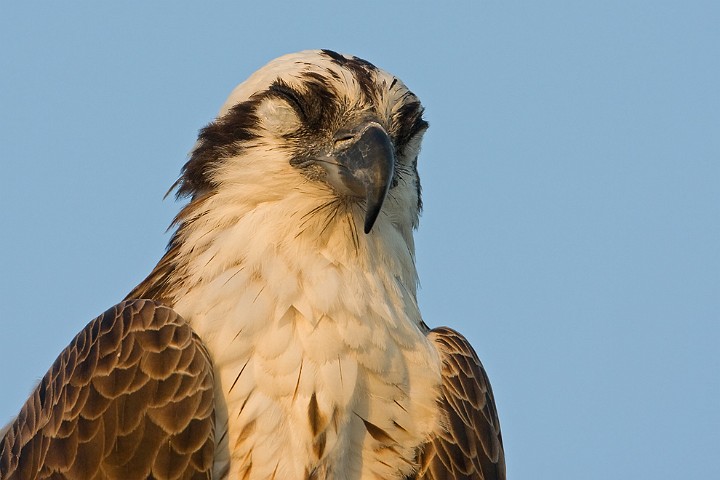 Fischadler Pandion haliaetus Osprey